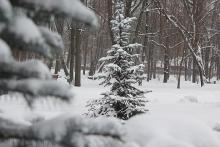 Сказка «Совсем не Новый год у Бады» :: Афиша :: Мосгорпарк