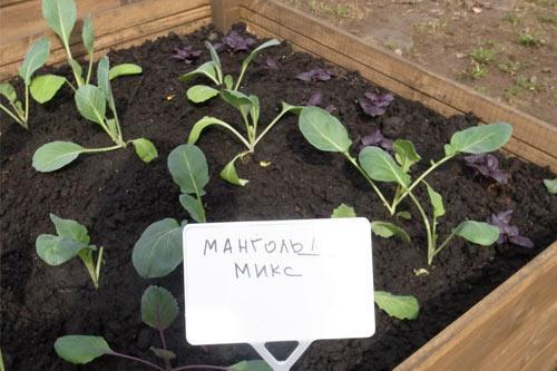 Субботник в «Музеоне» :: Афиша :: Мосгорпарк