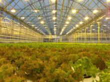 Открытие оранжереи :: Афиша :: Мосгорпарк