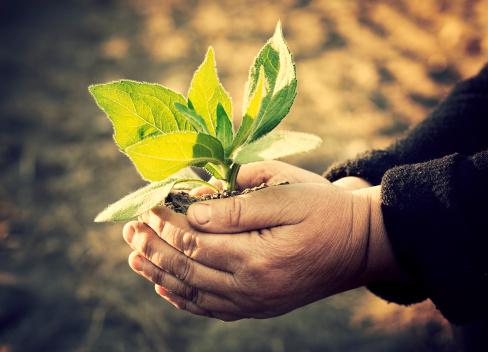 Акция «Укоренись в парке» :: Афиша :: Мосгорпарк